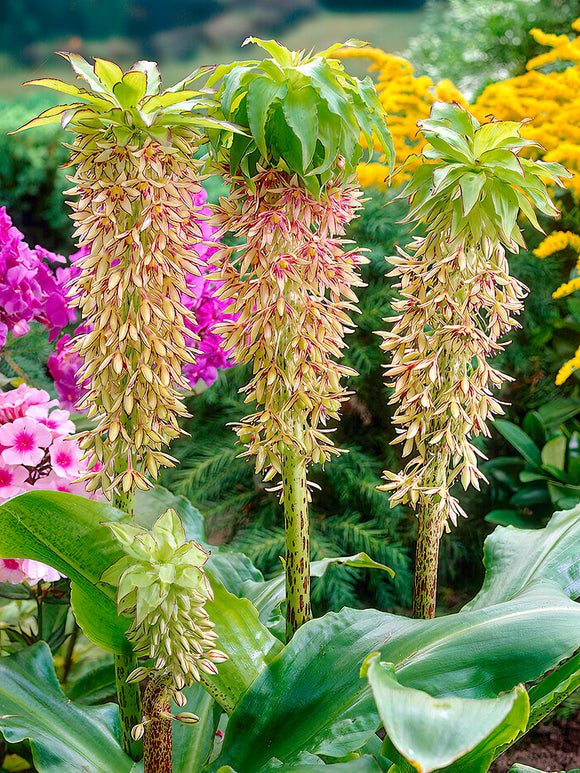 Eucomis	Bulbs Bicolor