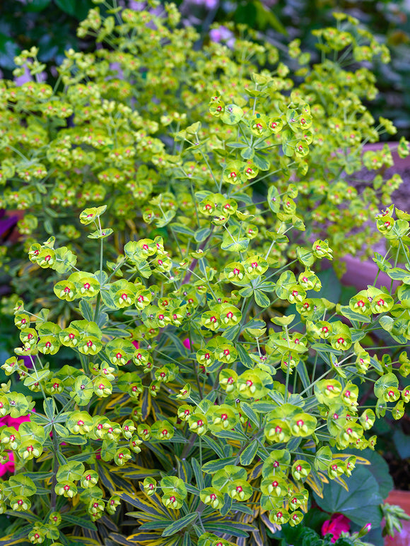 Martin's spurge 'Ascot Rainbow'