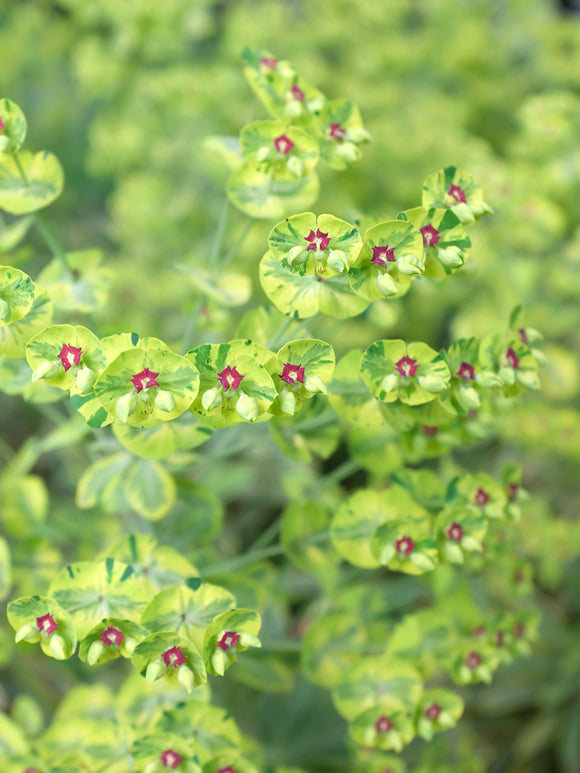 Euphorbia martinii Ascot Rainbow (Spurge)