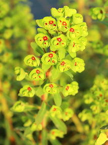 Euphorbia martinii Ascot Rainbow (Spurge)