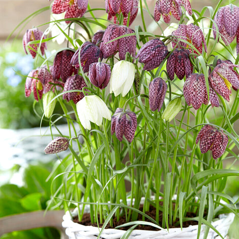 Fritillaria Meleagris Flower Bulbs