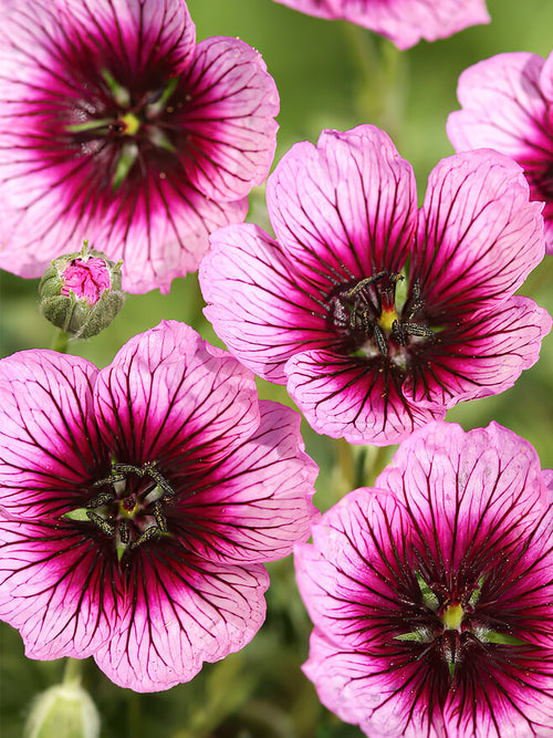 Geranium Jolly Jewel Violet bare roots