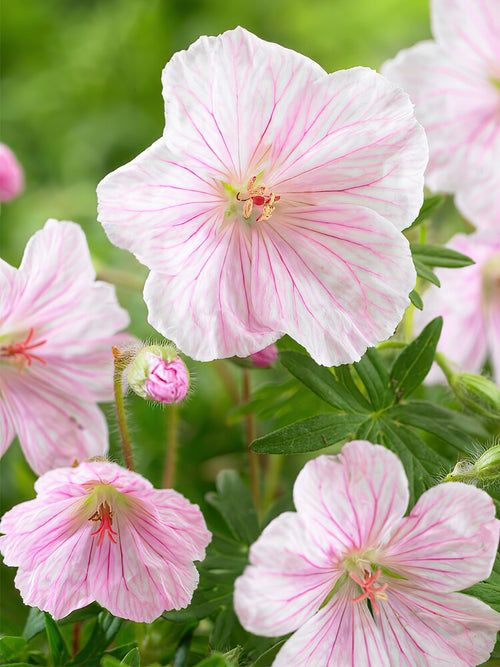 Geranium Sanguineum Var Striatum