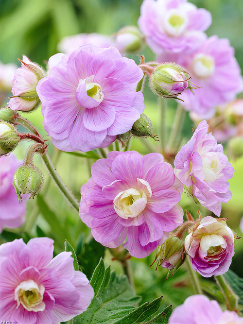 Geranium Summer Skies