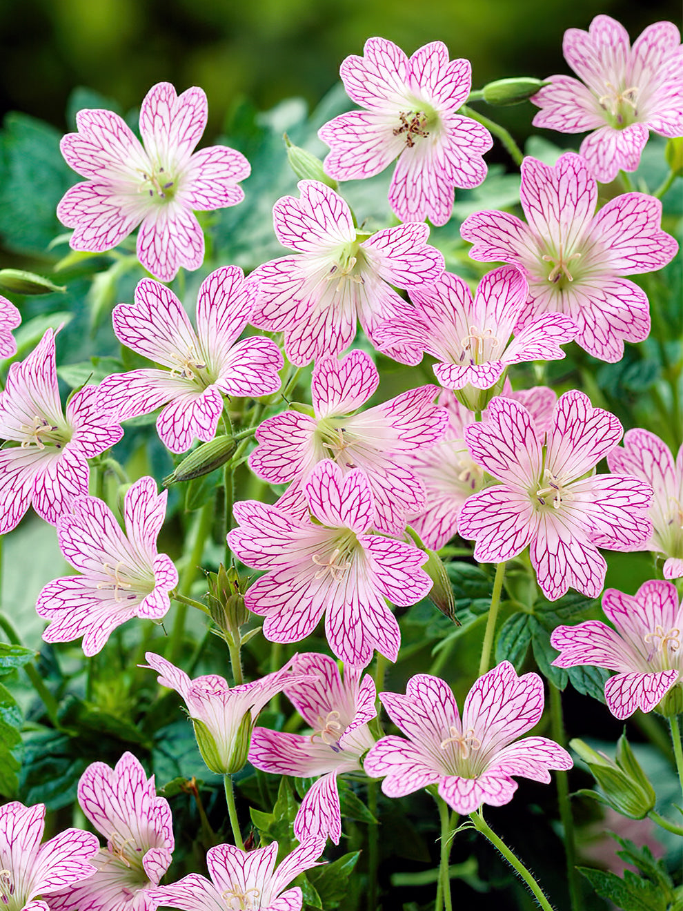 Geranium Versicolor Bare Root Geraniums Dutchgrown™ Uk 