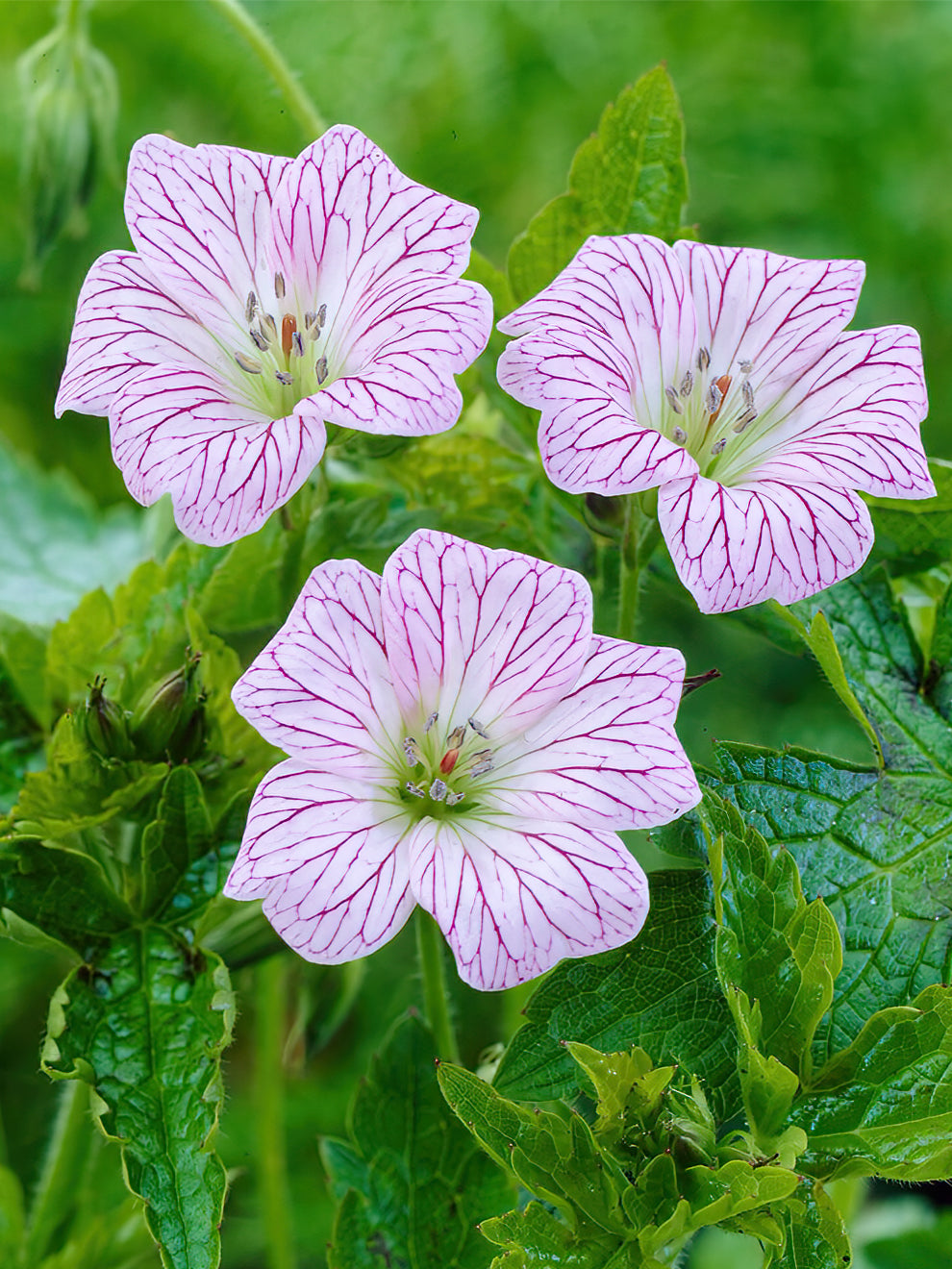 Geranium Walterss T Bare Root Geraniums Dutchgrown™ Uk 