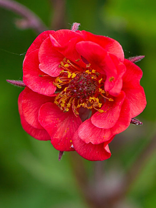 Buy Geum Flames of Passion Bare Roots