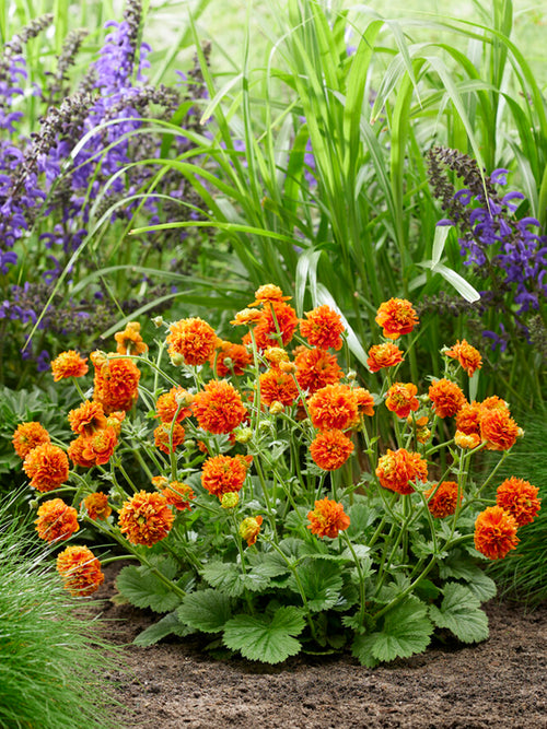 Geum 'Orange Pumpkin' | Bare Root Plants | DutchGrown™ UK