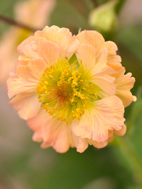 Buy Geum Totally Tangerine Bare Roots, UK Delivery