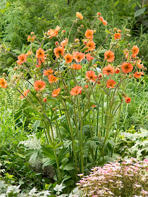 Geum Totally Tangerine