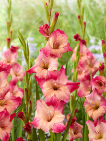 Gladiolus Apricot Bubble Gum