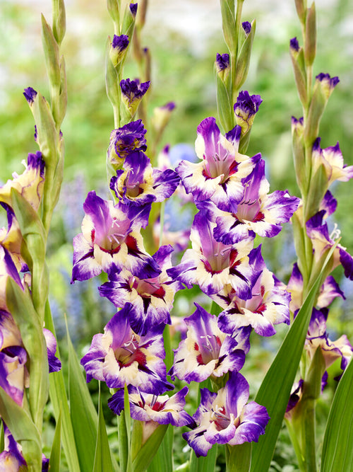 Gladiolus Circus Color