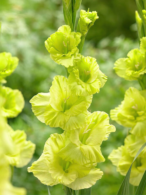 Buy Gladiolus Green Star bulbs