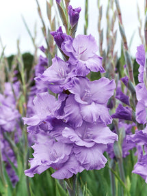 Gladiolus Milka