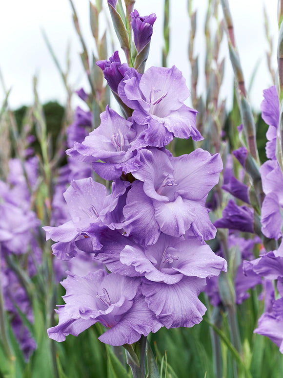 Buy Gladiolus Milka Corms, UK Delivery in Spring