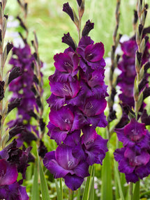 Gladiolus Mombasa