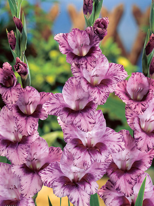 Gladiolus Passos Gladiolus Bulbs DutchGrown™ UK