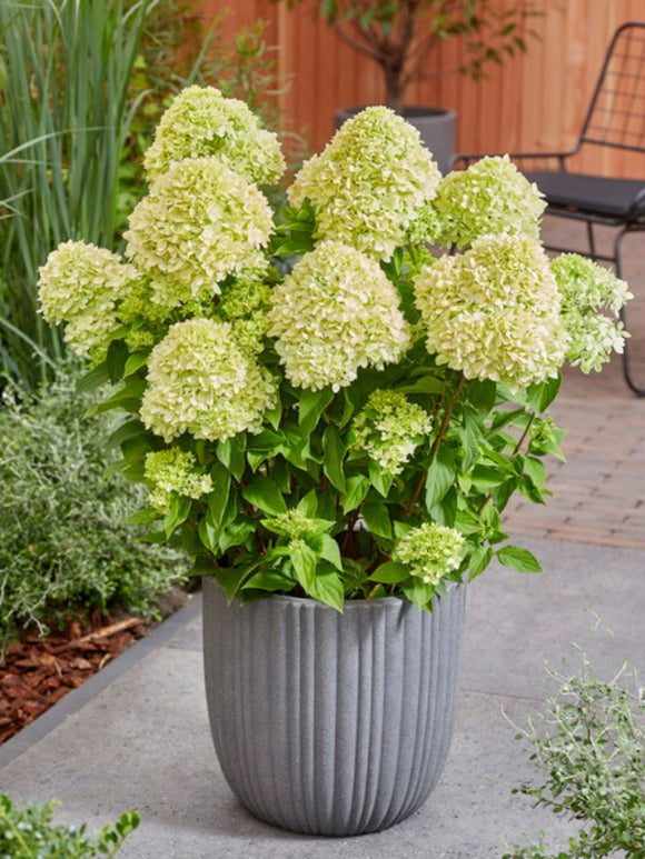 Hydrangea Bee Happy Plant