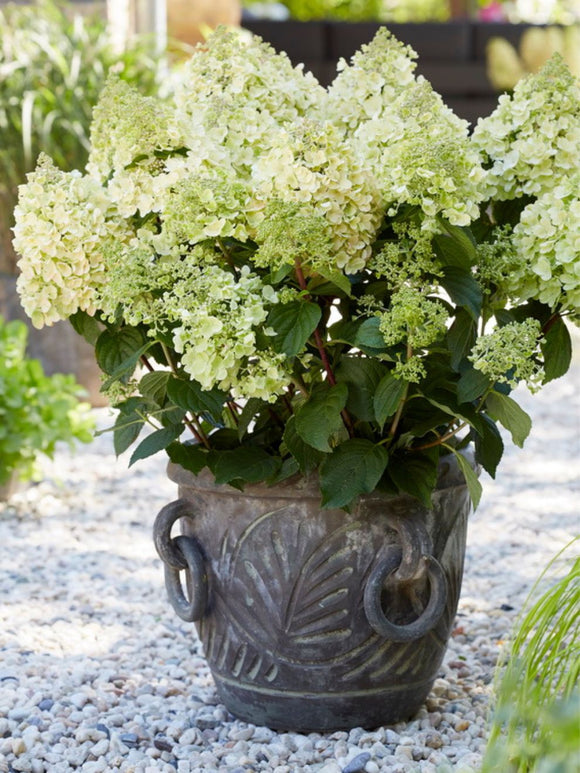 Hydrangea Hortensia Bee Happy Bare root Plants