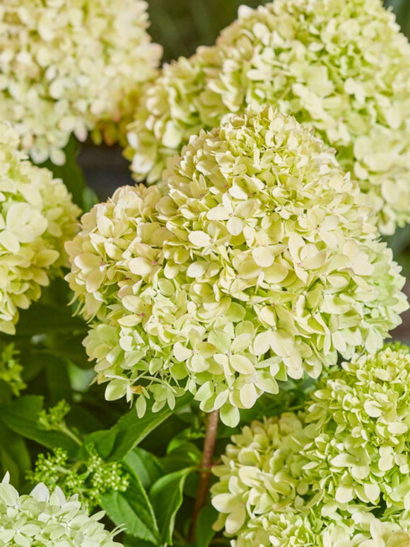 Hydrangea Hortensia Bee Happy Plant