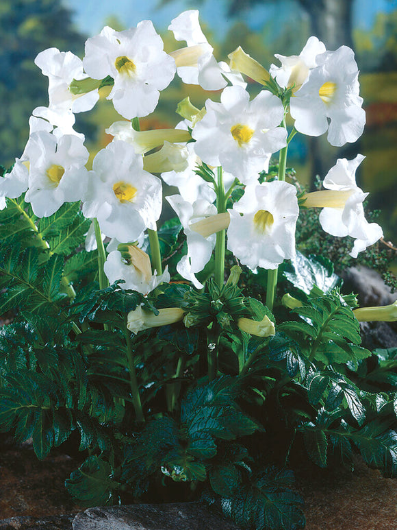 Incarvillea Delavayi Snowtop (Hardy Gloxinia) | DutchGrown™ UK