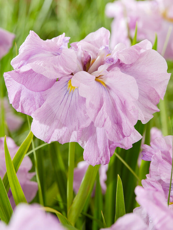 Japanese Iris Tub Tim Grob Bare Roots