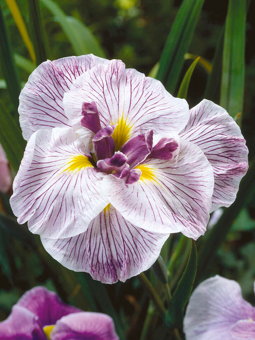 Japanese Iris Royal Pageant