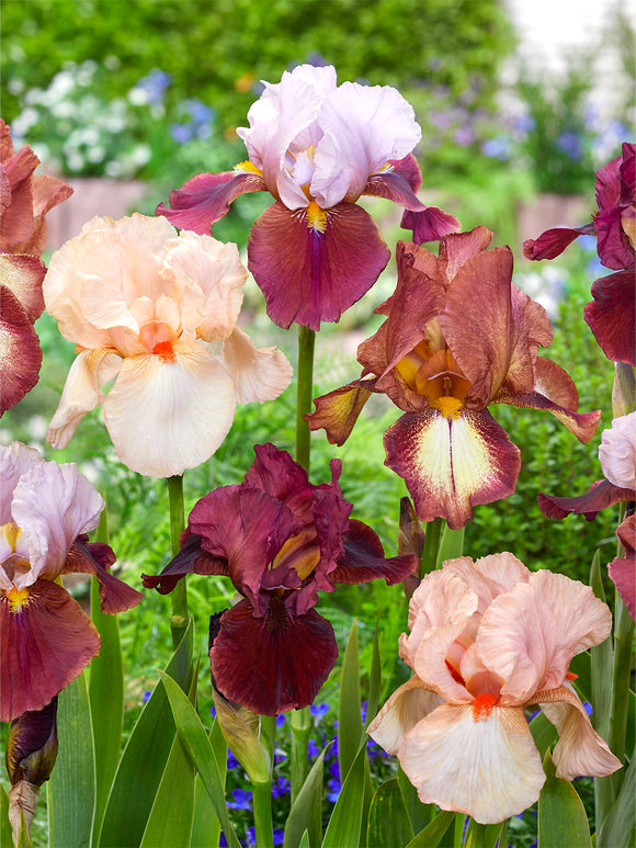 Bearded Iris New Romantics Collection