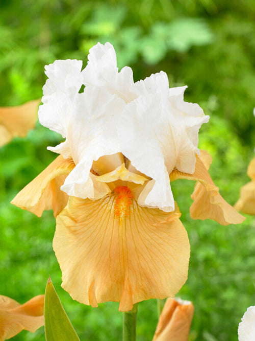 Bearded Iris Pumpkin Cheesecake