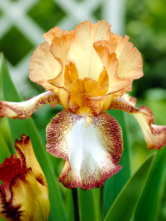 Bearded Iris Siva Siva