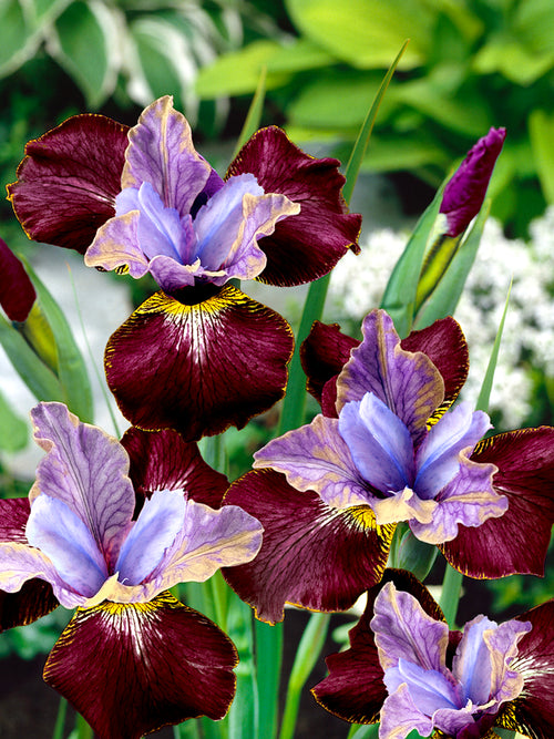 Siberian Iris Black Joker