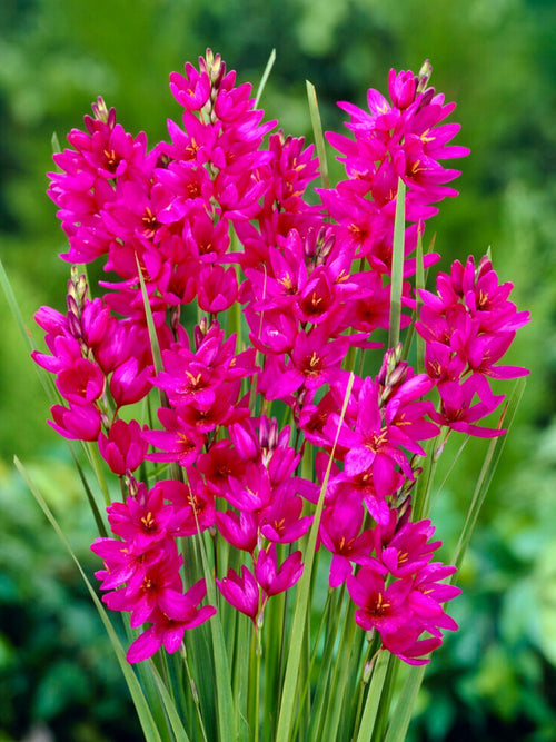 Buy Ixia Mabel for UK Shipping in the Autumn