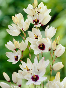 Ixia Marquette