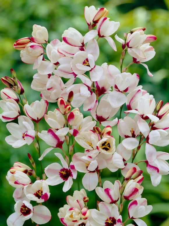 Buy Ixia Spotlight flower bulbs