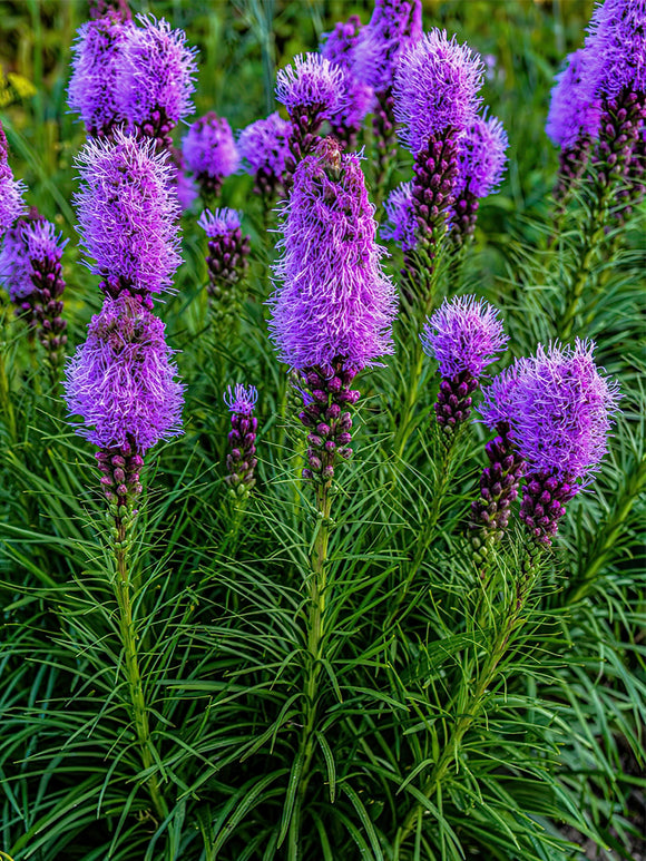 Buy Liatris Spicata bare roots