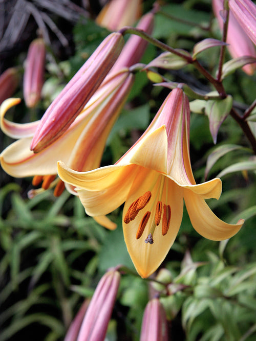 Buy Lily African Queen Bulbs