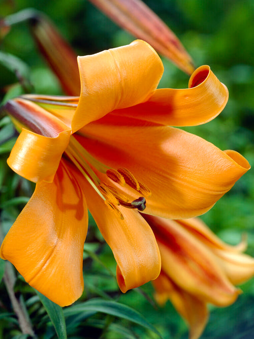 Lily African Queen