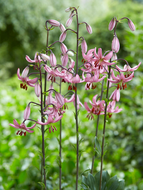 Buy Lily Candy Morning bulbs