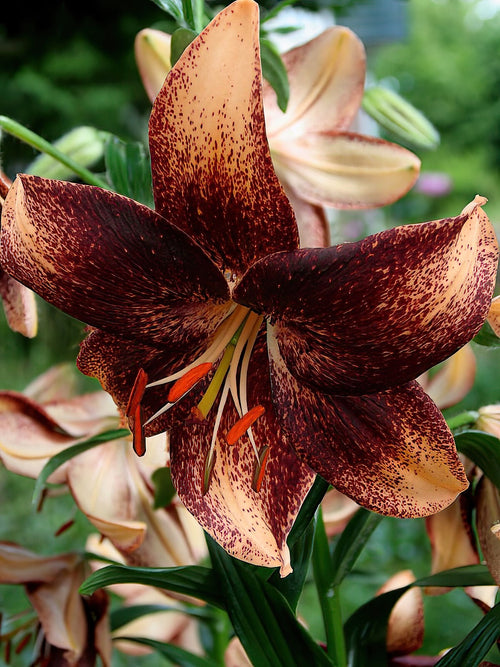 Lily Chocolate Event Bulbs