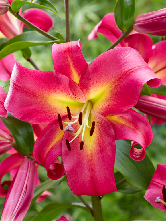 Buy Lily Empoli Bulbs