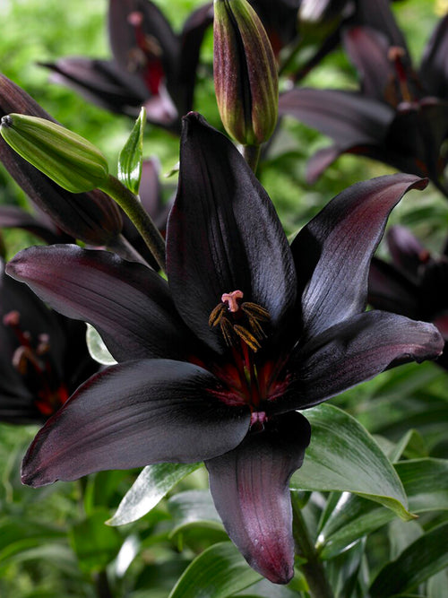 Lily 'Landini' | Lily Bulbs for Spring Planting | DutchGrown™ UK