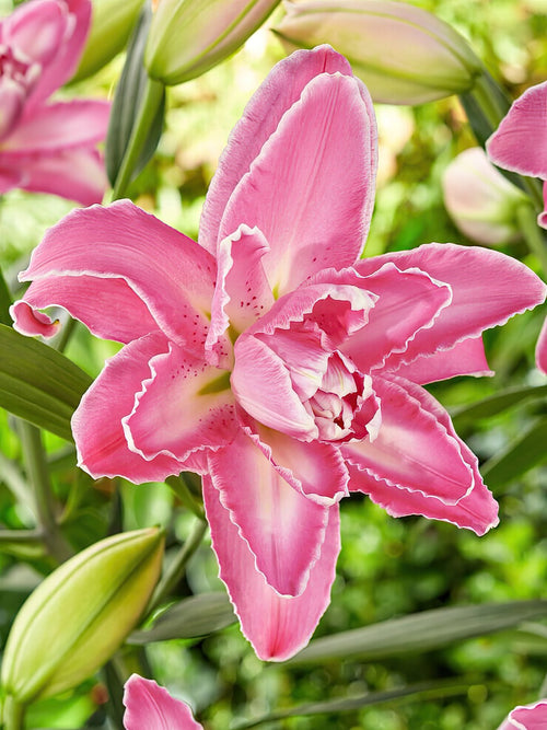 Buy Lily Lotus Wonder Bulbs