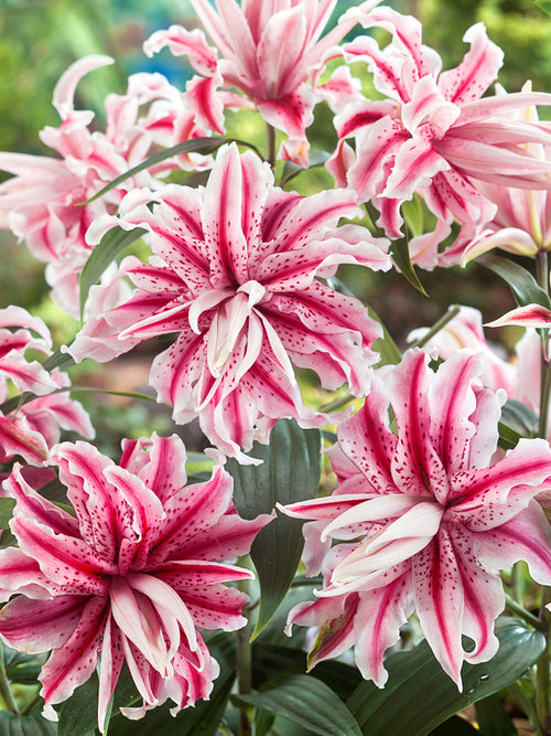 Buy Lily Magic Star Bulbs