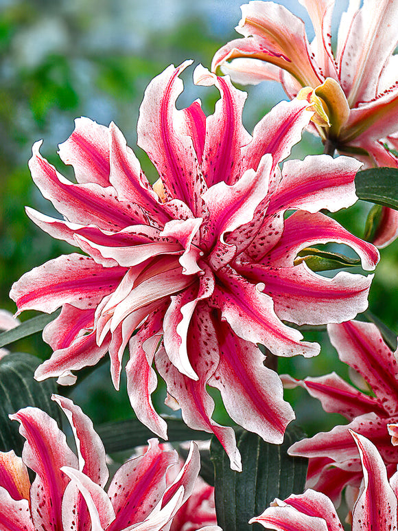 Lily Magic Star