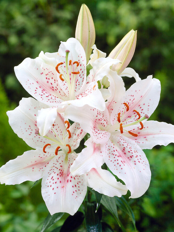 Buy Lily Muscadet Bulbs