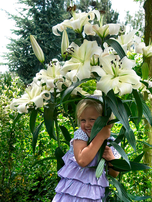 Lily Pretty Woman Bulbs