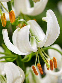 Lily Snowy Morning