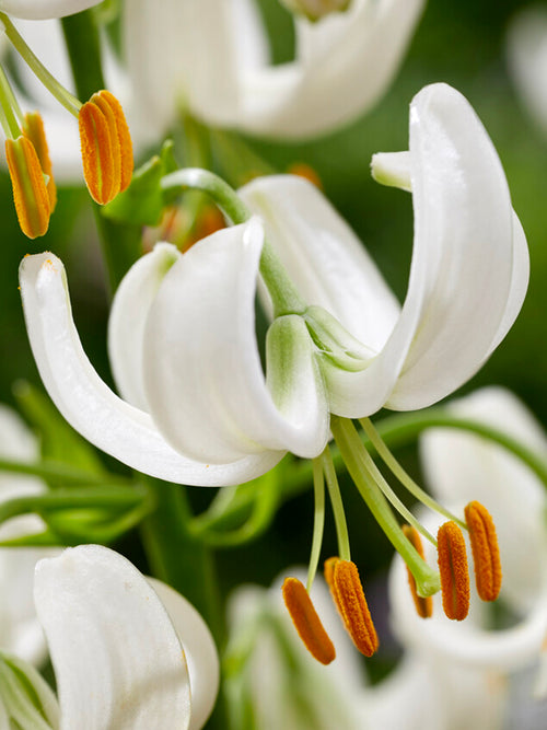 Lily Snowy Morning Bulbs