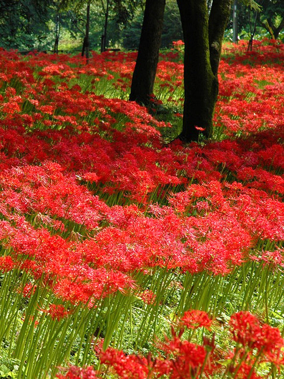 Top size Red spider Lily bulbs from Holland