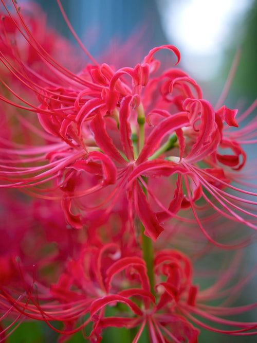 Top size Red spider Lily bulbs from Holland